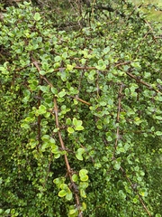 Coprosma wallii, photograph author not stated, no rights reserved