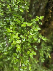 author not stated, no rights reserved Coprosma wallii, photograph author not stated, no rights reserved