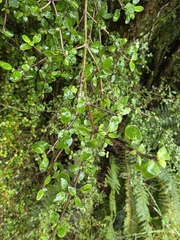 author not stated, no rights reserved Coprosma wallii, photograph author not stated, no rights reserved