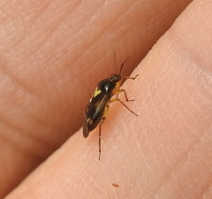 Orthops