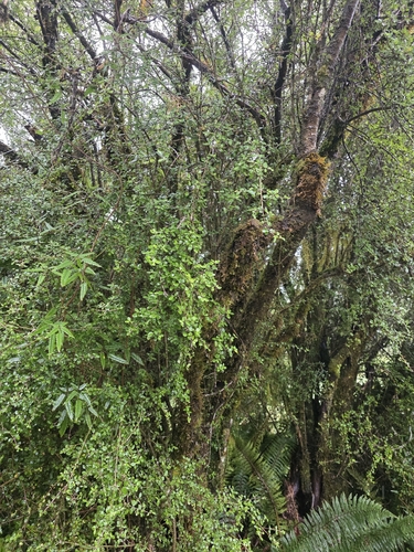 Coprosma wallii, photograph 5
