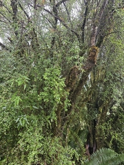 author not stated, no rights reserved Coprosma wallii, photograph author not stated, no rights reserved