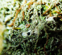 Bilimbia sabuletorum