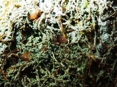 Bilimbia sabuletorum