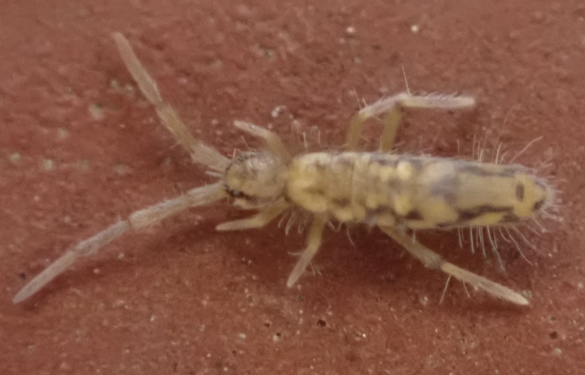 Entomobrya katzi Jordana R & Baquero E, 2022