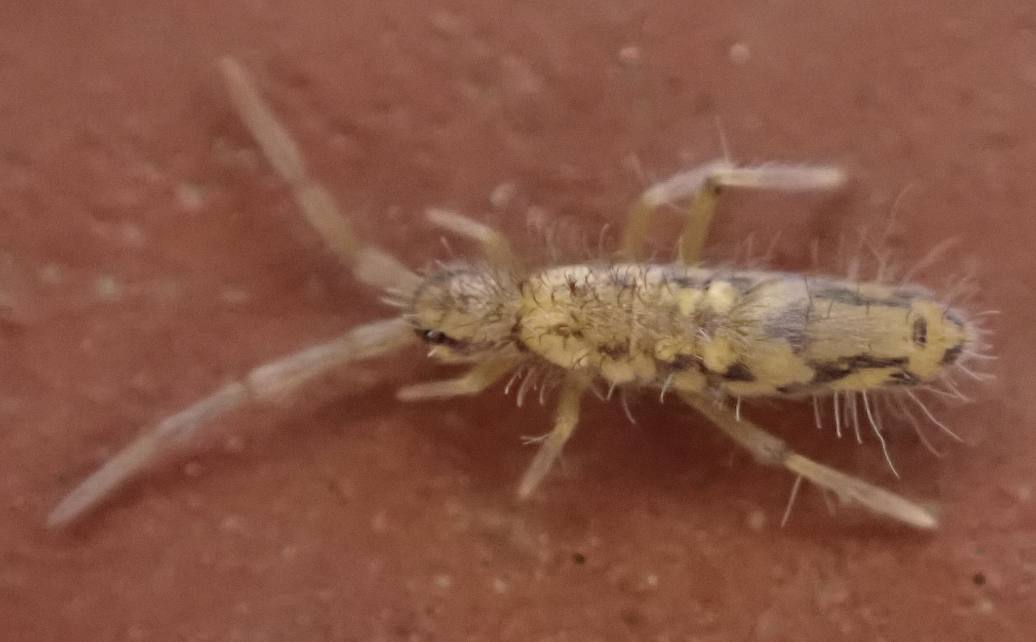 Entomobrya katzi Jordana R & Baquero E, 2022