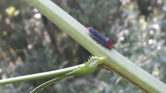 Aulacizes quadripunctata