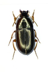Amara familiaris