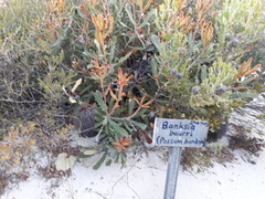 Banksia baueri