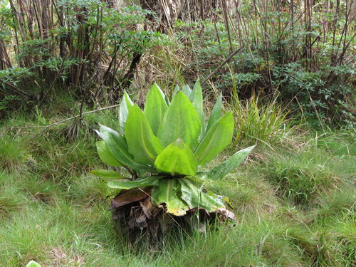 Dendrosenecio adnivalis
