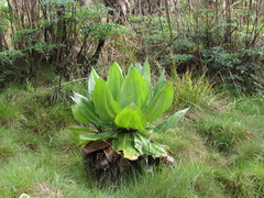 Dendrosenecio adnivalis