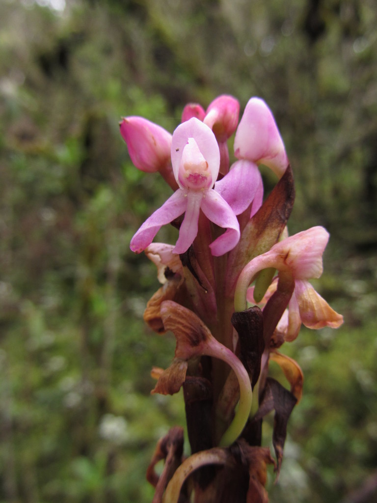 East African Mountain Orchid