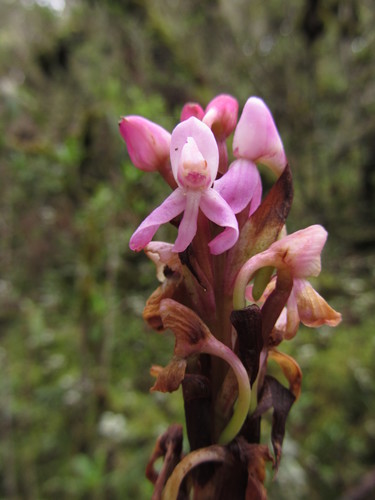 East African Mountain Orchid
