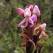 East African Mountain Orchid - Photo (c) M Rutherford, some rights reserved (CC BY), uploaded by M Rutherford