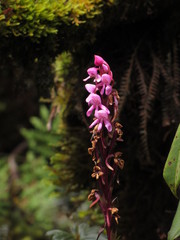 Disa stairsii