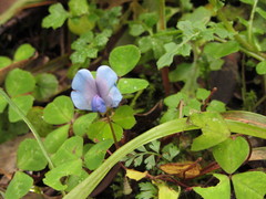 Parochetus africanus