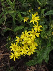 Senecio transmarinus