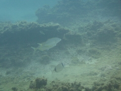 Pseudocaranx dentex