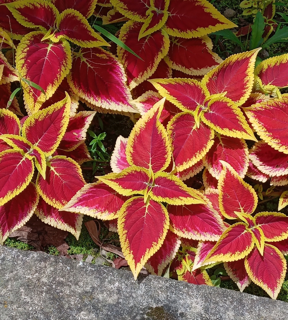 Trường sinh thảo – Coleus scutellarioides