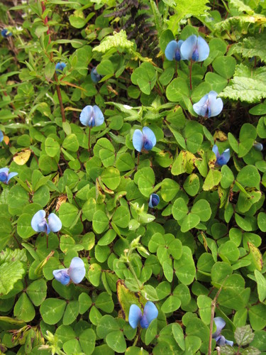 Parochetus africanus Polhill