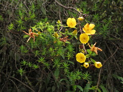 Hypericum revolutum
