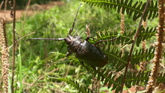 Pyrodes nitidus