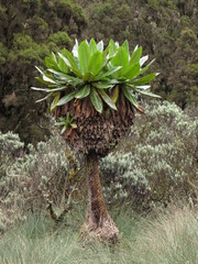 Dendrosenecio erici-rosenii