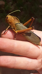 Antiphon acropyrinon