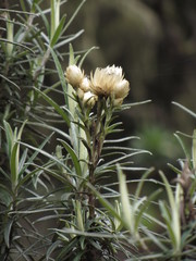 Helichrysum stuhlmannii