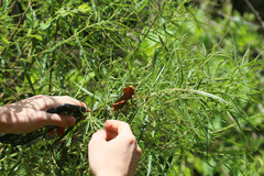 Antiphon acropyrinon