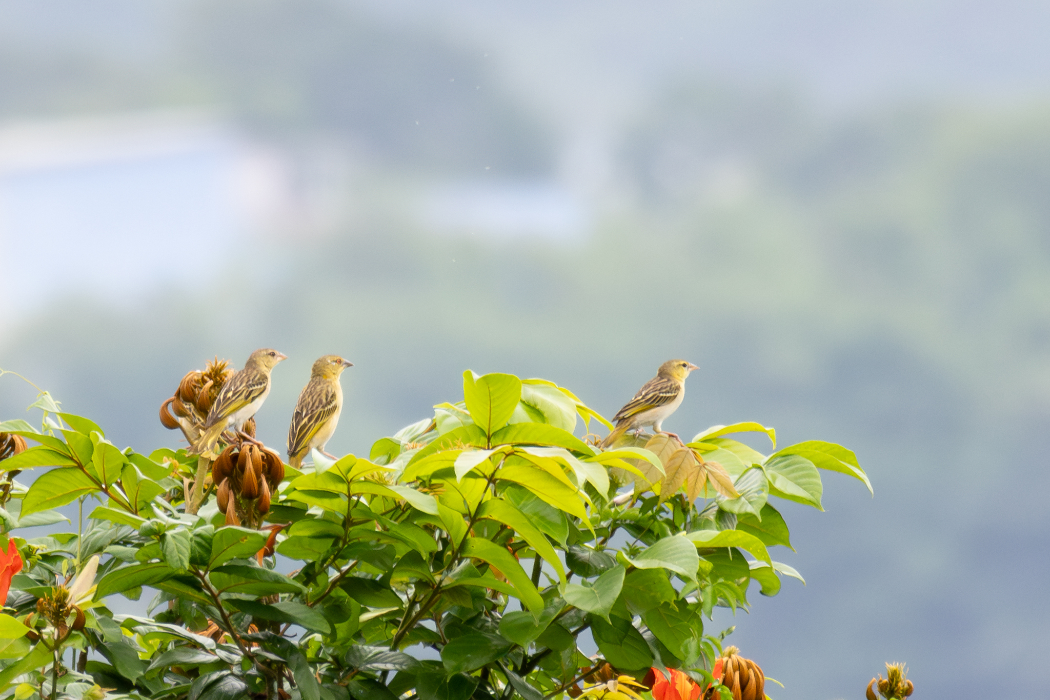 Golden-backed Weaver (Ploceus jacksoni), photo 2