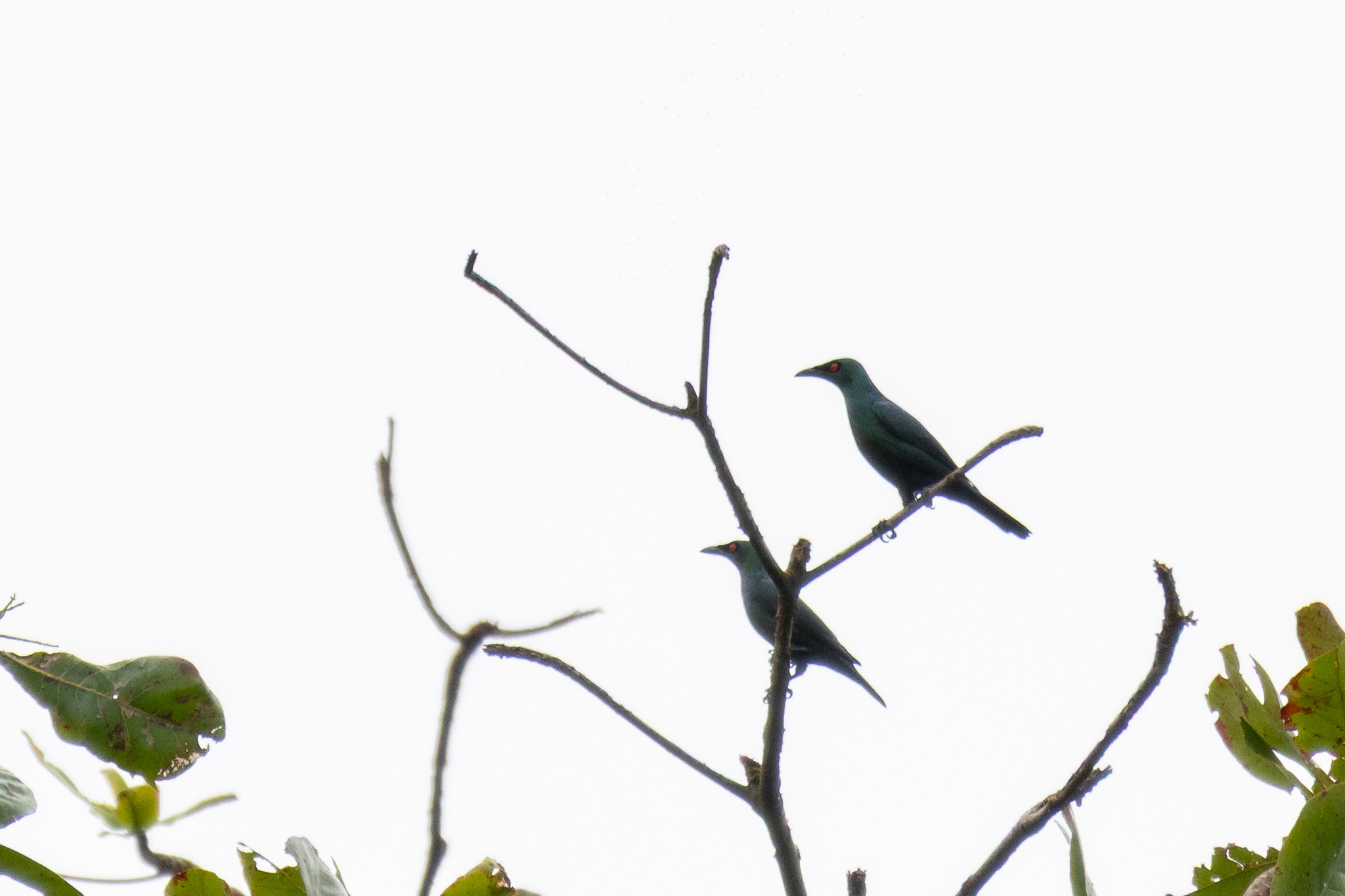 Asian Glossy Starling (Aplonis panayensis), photo 9