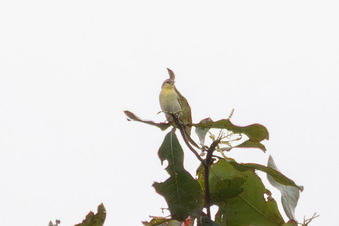 Golden-backed Weaver (Ploceus jacksoni), photo 7