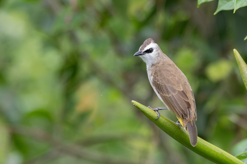 Yellow-vented Bulbul (Pycnonotus goiavier), photo 4