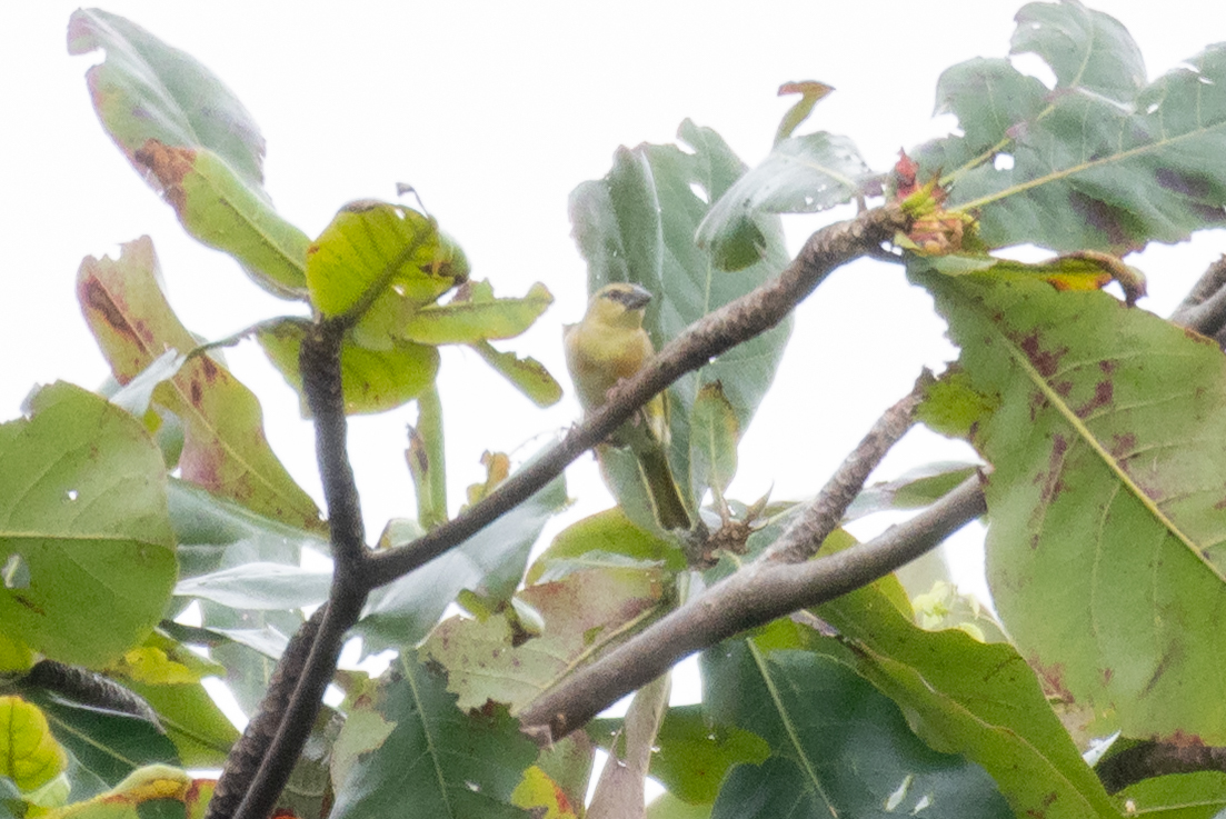 Golden-backed Weaver (Ploceus jacksoni), photo 10