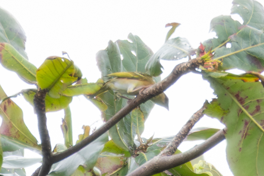 Golden-backed Weaver (Ploceus jacksoni), photo 9