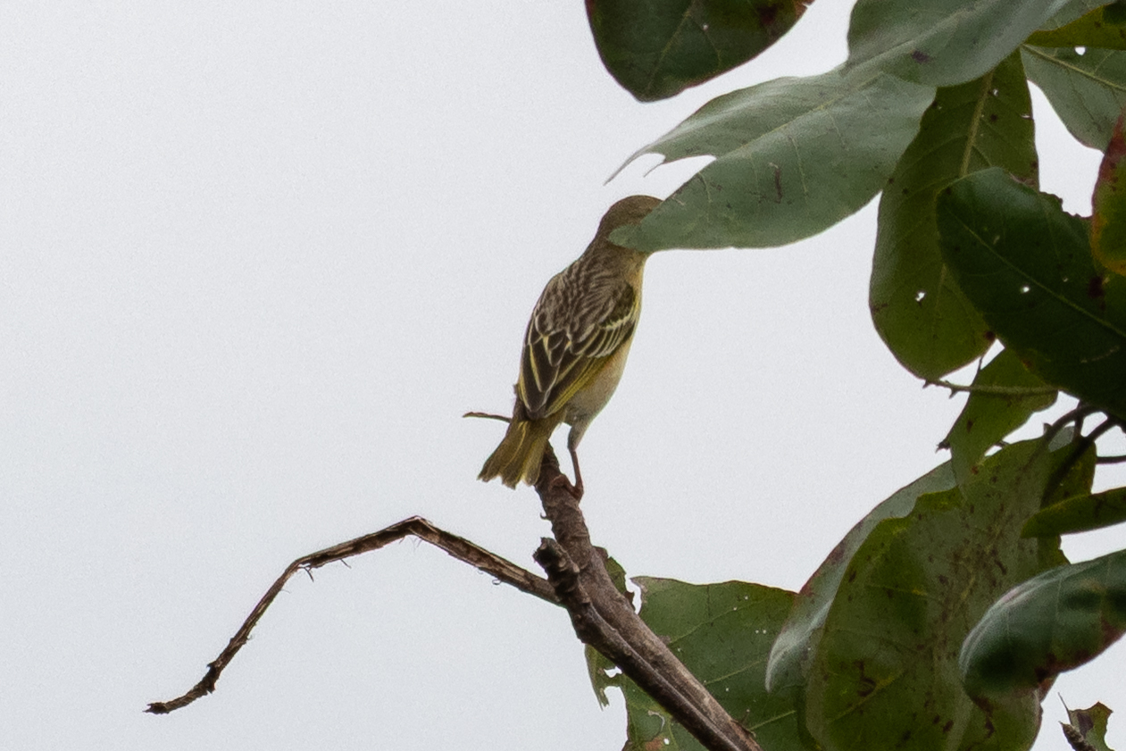 Golden-backed Weaver (Ploceus jacksoni), photo 8