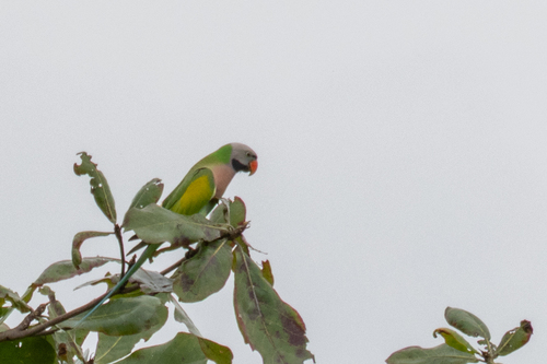 Red-breasted Parakeet (Psittacula alexandri), photo 6