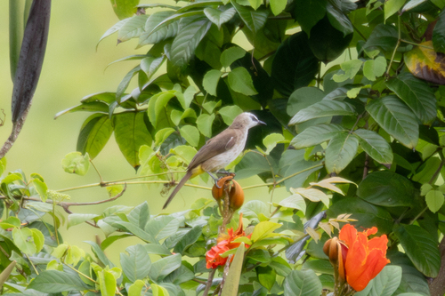 Yellow-vented Bulbul (Pycnonotus goiavier), photo 3