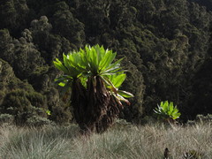Dendrosenecio erici-rosenii