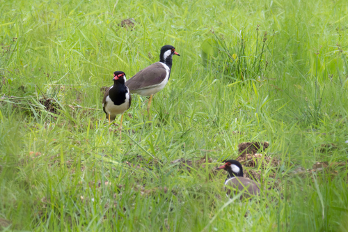 Red-wattled Lapwing (Vanellus indicus), photo 7