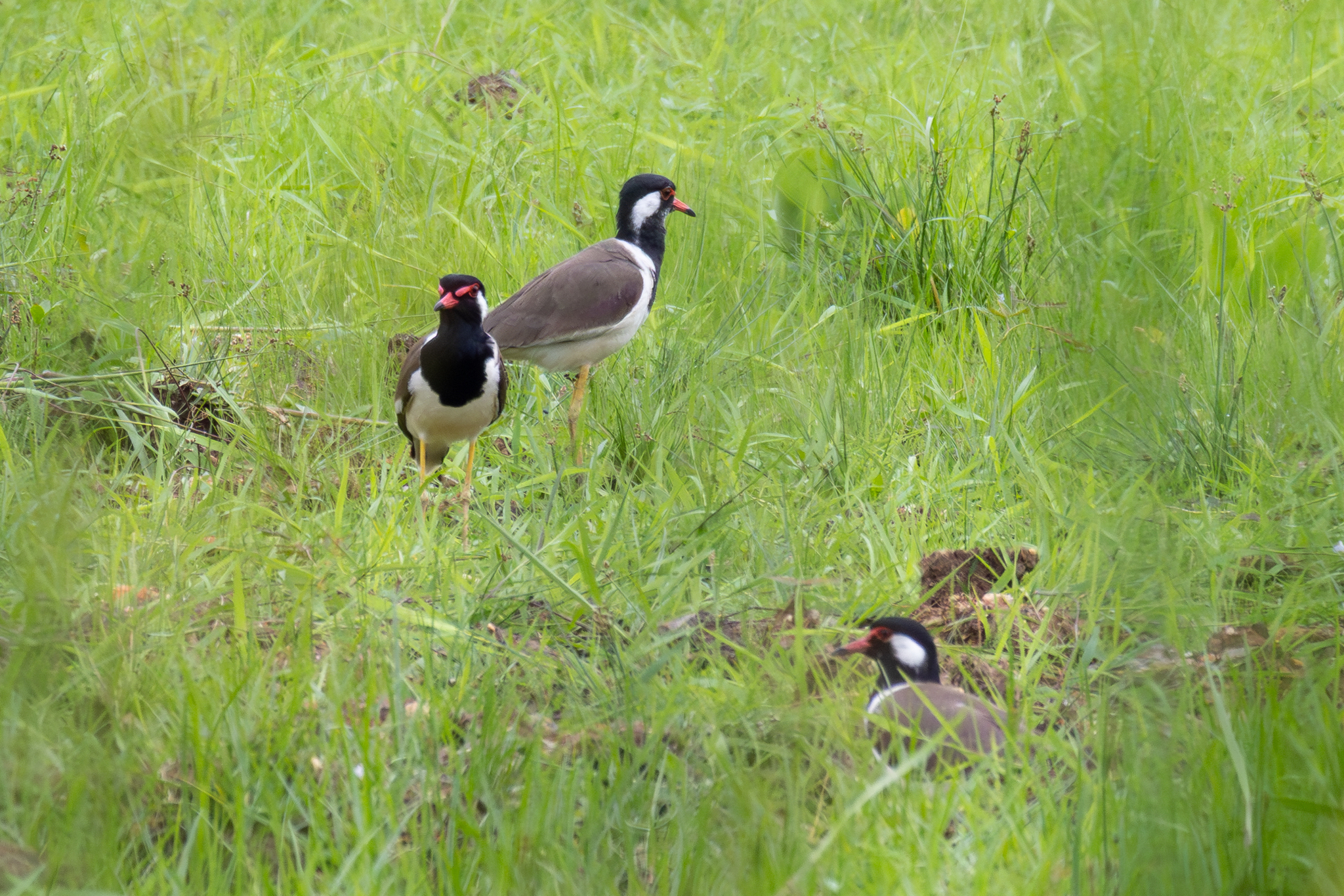 Red-wattled Lapwing (Vanellus indicus), photo 7