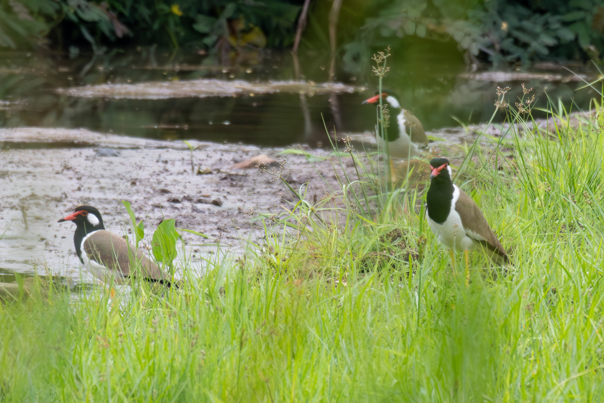 Red-wattled Lapwing (Vanellus indicus), photo 2