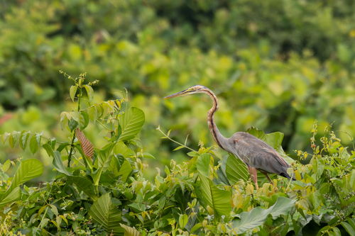 Purple Heron (Ardea purpurea), photo 6