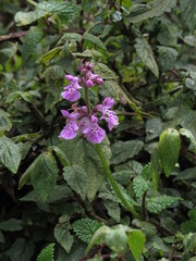 Stachys aculeolata