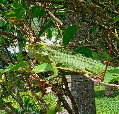 Bronchocela jubata