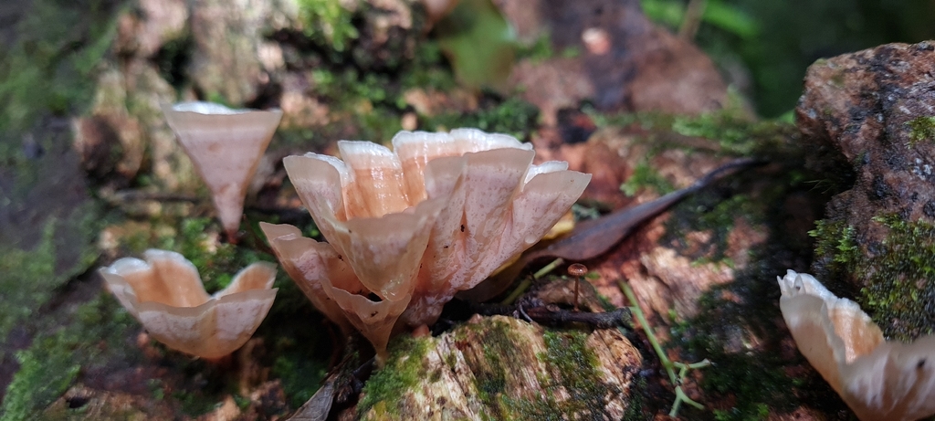 Podoscypha petalodes · January 2026 · photo: © andrew_poad (iNaturalist, cc-by)