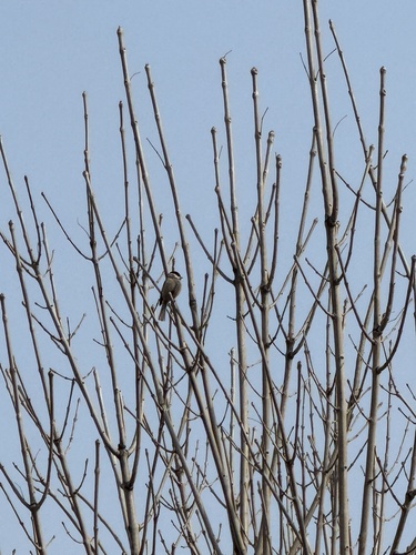Marsh Tit