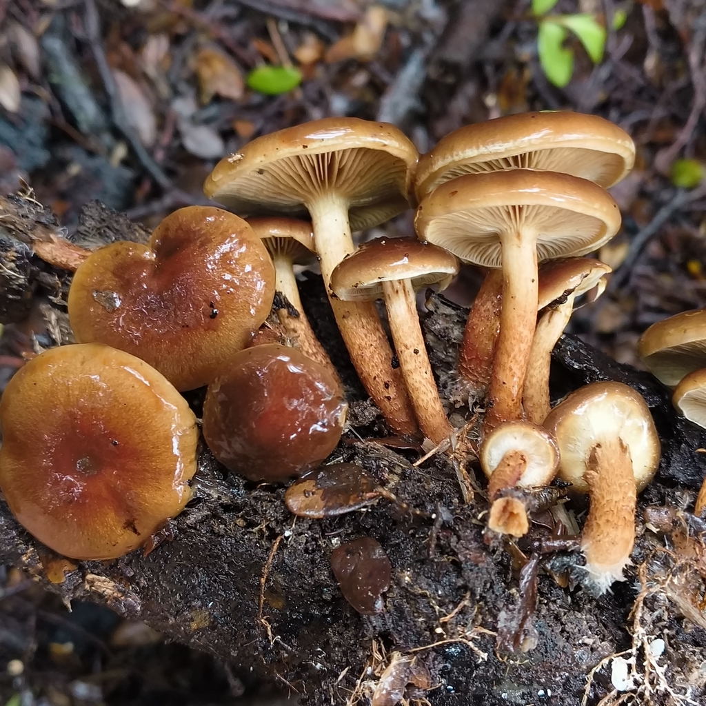 Pholiota multicingulata · January 2026 · photo: © zedt (iNaturalist, cc-by)