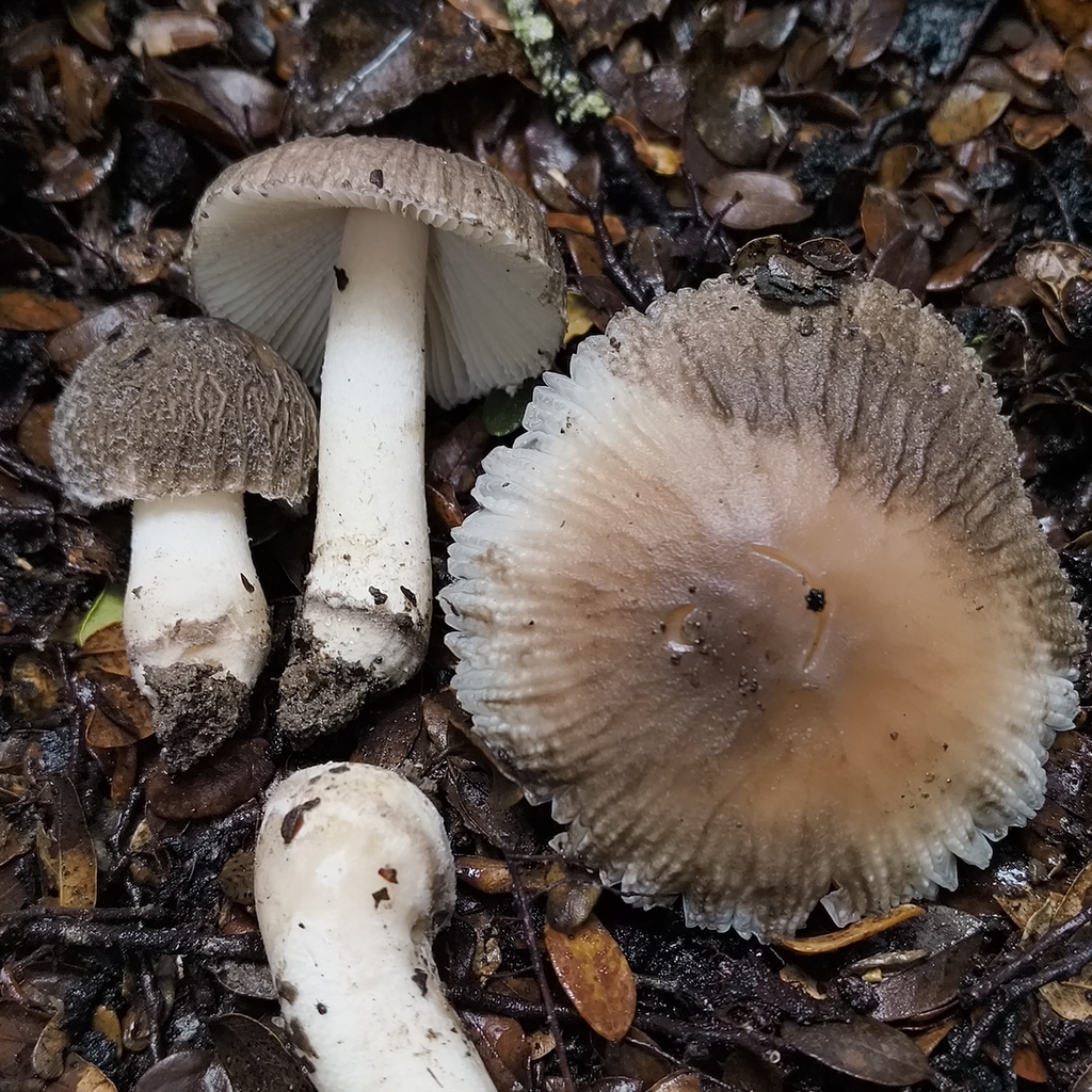Amanita nehuta · January 2026 · photo: © zedt (iNaturalist, cc-by)